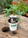 Woolley Moor Nurseries Lupin "White" - 9cm Pot x 3 Plants - Woolley Moor Nurseries