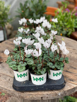 Woolley Moor Nurseries Mini Patio Cyclamen (Upright) "White" - 9cm x 3 Plants - Woolley Moor Nurseries