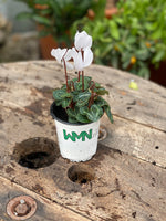 Woolley Moor Nurseries Mini Patio Cyclamen (Upright) "White" - 9cm x 3 Plants - Woolley Moor Nurseries