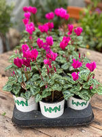 Woolley Moor Nurseries Mini Patio Cyclamen (Upright) "Purple" - 9cm - Woolley Moor Nurseries