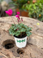 Woolley Moor Nurseries Mini Patio Cyclamen (Upright) "Purple" - 9cm x 3 Plants - Woolley Moor Nurseries