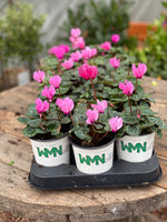 Woolley Moor Nurseries Mini Patio Cyclamen (Upright) "Pink" - 9cm - Woolley Moor Nurseries