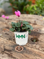 Woolley Moor Nurseries Mini Patio Cyclamen (Upright) "Pink" - 9cm - Woolley Moor Nurseries