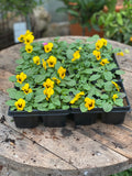 Woolley Moor Nurseries Bedding Viola "Yellow Blotch" - 6 Pack - Woolley Moor Nurseries