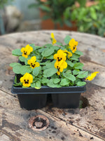 Woolley Moor Nurseries Bedding Viola "Yellow Blotch" - 6 Pack - Woolley Moor Nurseries