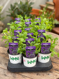 Woolley Moor Nurseries Aubrieta "Blue" - 9cm Pot x 3 Plants - Woolley Moor Nurseries