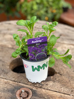 Woolley Moor Nurseries Aubrieta "Blue" - 9cm Pot x 3 Plants - Woolley Moor Nurseries