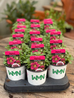 Woolley Moor Nurseries Saxifraga "Deep Rose" - 9cm Pot - Woolley Moor Nurseries