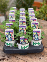 Woolley Moor Nurseries Aquilegia "Swan Mix" - 9cm Pot - Woolley Moor Nurseries