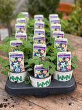 Woolley Moor Nurseries Aquilegia "Swan Mix" - 9cm Pot x 3 Plants - Woolley Moor Nurseries