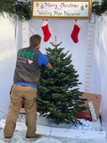 Friezeland Farm Pre order Christmas Tree! Nordman Fir - Woolley Moor Nurseries