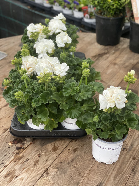 Woolley Moor Nurseries Zonal Geranium "White" - 12cm Pot - Woolley Moor Nurseries