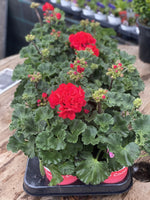 Woolley Moor Nurseries Zonal Geranium "Red" - 12cm Pot - Woolley Moor Nurseries