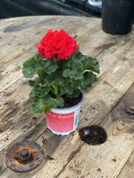 Woolley Moor Nurseries Zonal Geranium "Red" - 12cm Pot - Woolley Moor Nurseries