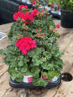 Woolley Moor Nurseries Zonal Geranium "Hot Rose" - 12cm Pot - Woolley Moor Nurseries