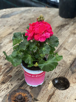 Woolley Moor Nurseries Zonal Geranium "Hot Rose" - 12cm Pot - Woolley Moor Nurseries