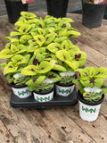 Woolley Moor Nurseries Coleus "Lime Sprite"- 9cm x 3 Plants - Woolley Moor Nurseries