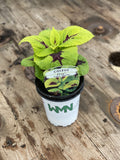 Woolley Moor Nurseries Coleus "Lime Sprite"- 9cm x 3 Plants - Woolley Moor Nurseries