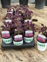 Woolley Moor Nurseries Coleus "Black Dragon"- 9cm x 3 Plants - Woolley Moor Nurseries