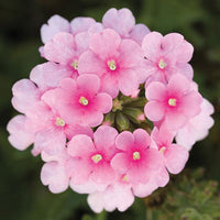 Woolley Moor Nurseries Verbena Lanai "Pink"- 9cm - Woolley Moor Nurseries