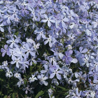 Woolley Moor Nurseries Phlox "Divaricata Clouds Of Perfume" - 3 Litre - Woolley Moor Nurseries