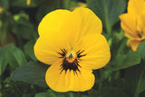 Woolley Moor Nurseries Bedding Viola "Yellow Blotch" - 6 Pack - Woolley Moor Nurseries