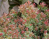 Woolley Moor Nurseries Pieris Japonica "Little Heath" - 2 Litre - Woolley Moor Nurseries