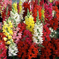 Woolley Moor Nurseries Bedding Antirrhinum "Mixed" - 6 Pack - Woolley Moor Nurseries