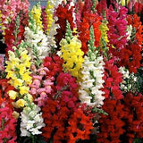 Woolley Moor Nurseries Bedding Antirrhinum "Mixed" - 6 Pack - Woolley Moor Nurseries