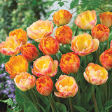 Woolley Moor Nurseries Tulip Double "Princess Irene" - 10 Pack - Woolley Moor Nurseries