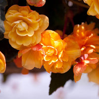 Woolley Moor Nurseries Begonia Illumination (Trailing) "Apricot Shades" - 9cm - Woolley Moor Nurseries