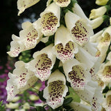 Woolley Moor Nurseries Digitalis Purpurea "Dalmatian Cream" - 3 Ltr - Woolley Moor Nurseries