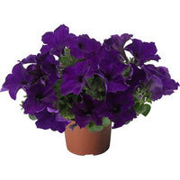 Woolley Moor Nurseries Petunia Sanguna "Cobalt Blue" - 9cm - Woolley Moor Nurseries