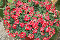 Woolley Moor Nurseries Verbena Magelana "Red Star"- 9cm - Woolley Moor Nurseries