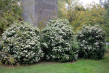 Woolley Moor Nurseries Viburnum Tinus 10L - Woolley Moor Nurseries