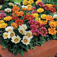 Woolley Moor Nurseries Bedding Gazania - 6 Pack - Woolley Moor Nurseries