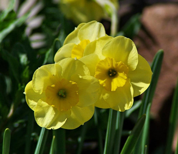 Woolley Moor Nurseries Miniature Daffodil "Sun Disc" - 10 Pack - Woolley Moor Nurseries