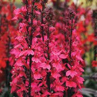 Woolley Moor Nurseries Lobelia Starship "Deep Rose" - 3Ltr - Woolley Moor Nurseries