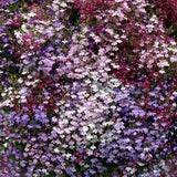 Woolley Moor Nurseries Bedding Lobelia Trailing "Mixed" - 6 Pack - Woolley Moor Nurseries