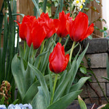 Woolley Moor Nurseries Tulip "Red Riding Hood" - 10 Pack - Woolley Moor Nurseries