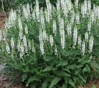 Woolley Moor Nurseries Salvia "Lyrical White" - 3 Litre - Woolley Moor Nurseries