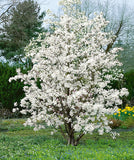 Woolley Moor Nurseries Magnolia "Merrill" - 60cm - Woolley Moor Nurseries