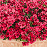 Woolley Moor Nurseries Diascia "Red"- 9cm - Woolley Moor Nurseries