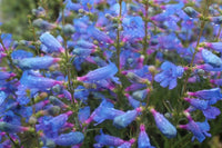 Woolley Moor Nurseries Penstemon Hetrophyllus "Electric Blue" - 3Ltr - Woolley Moor Nurseries