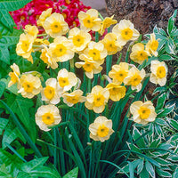 Woolley Moor Nurseries Miniature Daffodil "Sun Disc" - 10 Pack - Woolley Moor Nurseries