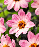 Woolley Moor Nurseries Dahlia Happy days "Purper" - 12cm - Woolley Moor Nurseries