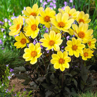 Woolley Moor Nurseries Dahlia Happy days "Yellow" - 12cm - Woolley Moor Nurseries