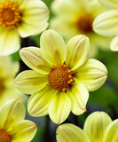 Woolley Moor Nurseries Dahlia Happy days "Yellow" - 12cm - Woolley Moor Nurseries