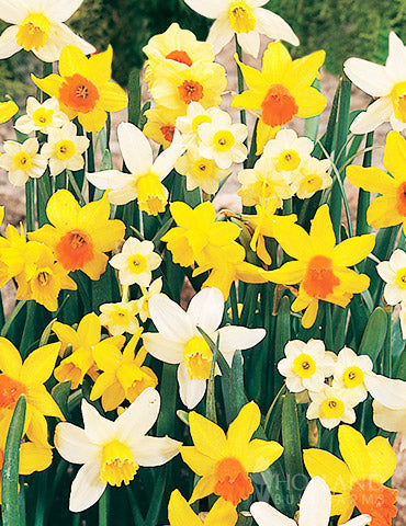 Woolley Moor Nurseries Miniature Daffodil "Mix" - 20 Pack - Woolley Moor Nurseries