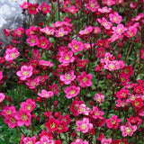 Woolley Moor Nurseries Saxifraga "Deep Rose" - 9cm Pot - Woolley Moor Nurseries